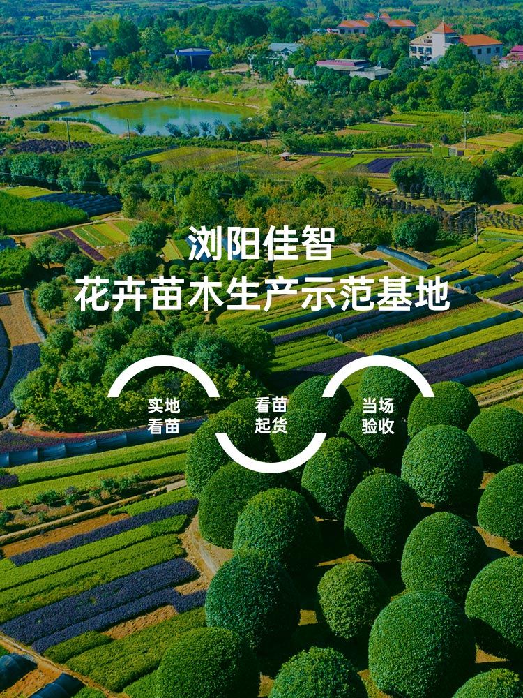 浏阳佳智·花卉苗木生产示范基地