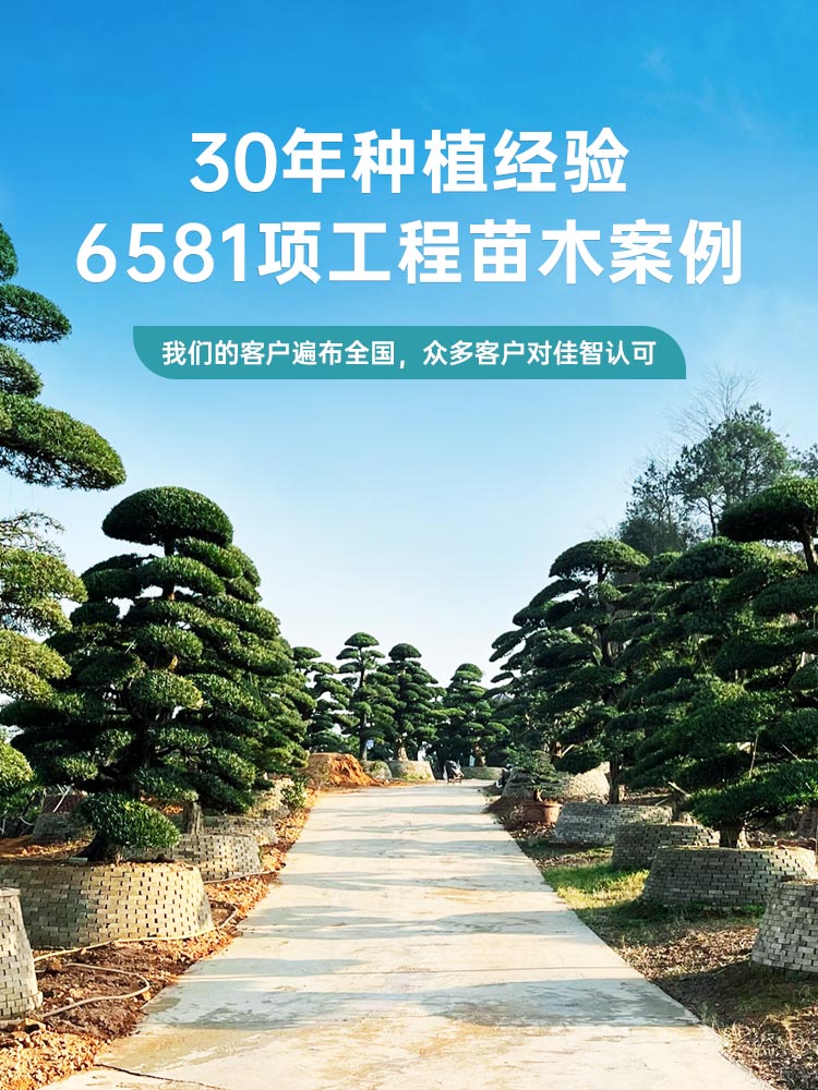 佳智苗圃·30年种植经验 6581项工程苗木案例