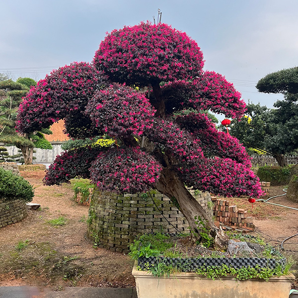 红花继木树