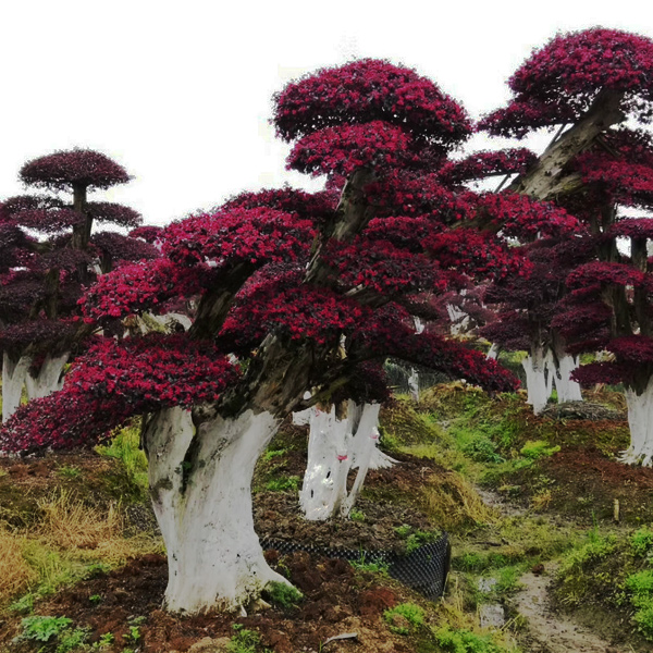 红花继木树