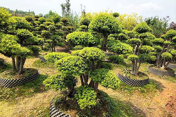 佳智苗圃-造型赤楠园区