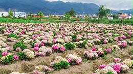 佳智苗圃-绣球花基地