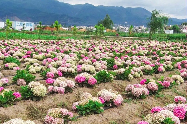 佳智苗圃-绣球花基地