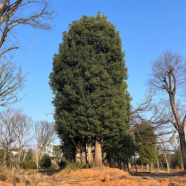 香樟