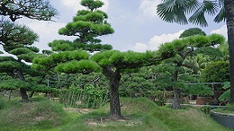 佳智苗圃提醒您该如何选择适合自家庭院的绿化植物