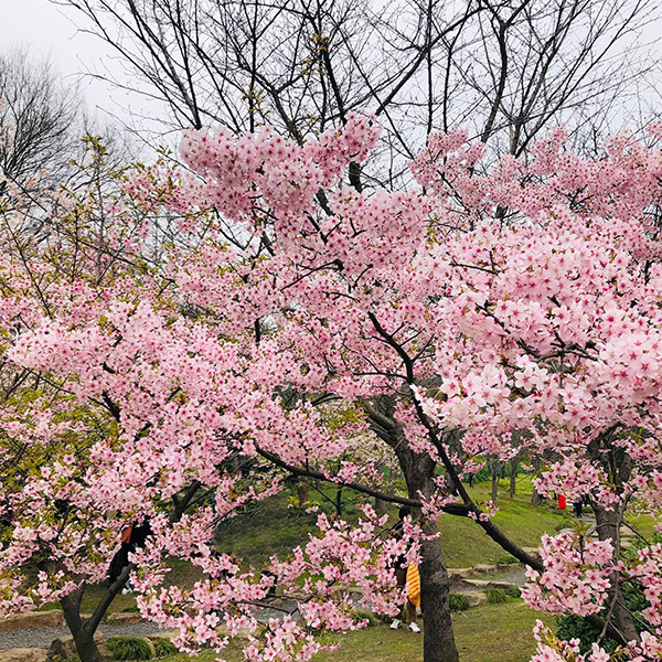 樱花