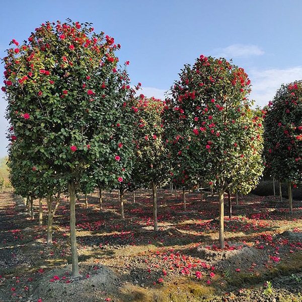 茶花树